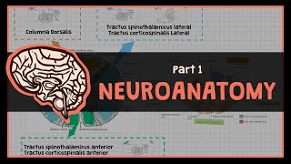 Overview Dasar Sistem Neurologi  1 NEUROANATOMY [upl. by Emolas]