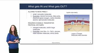 Cell Physiology Plasma Membrane [upl. by Luaped642]