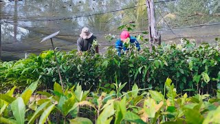 Colégio Agrícola Dom Bosco firma parceria com o Governo do Tocantins [upl. by Kciredes]