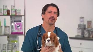 How To Protect Your Dog from Dog Flu Canine Influenza CIV In Dogs [upl. by Nodla]