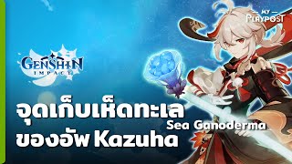 Genshin Impact จุดหาเห็ดทะเล Sea Ganoderma ของอัพ Kazuha รวดด้วยทั้งแมพ 53 อัน [upl. by Ynnahc]