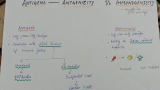 Antigens vs Immunogens vs Haptens  Immunology by Anandita Jha  Antigenicity And Immunogenicity [upl. by Cherilynn]