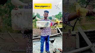 New pigeon le aaye😍 petlover pigeon pigeonvlogger minivlog birds kabutar newpigeon budgies [upl. by Nylqcaj]