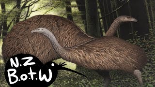 Moa  New Zealand Bird of the Week [upl. by Aerdnael]