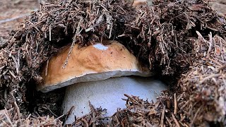 Funghi porcini  Giocando a nascondino nell’ ago alpino 🌲🌲 [upl. by Egni]