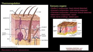 Grade 12 Life Sciences Homeostasis in Humans [upl. by Eirallam129]