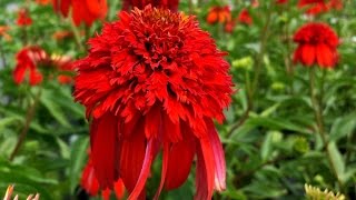 Best Perennials  Echinacea Hot Papaya Coneflower [upl. by Alih]