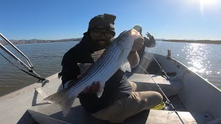 CATCHampCOOK STRIPED Bass From the Napa River [upl. by Cate361]