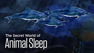 The Secret World of Animal Sleep Dozing Dolphins [upl. by Nhoj980]