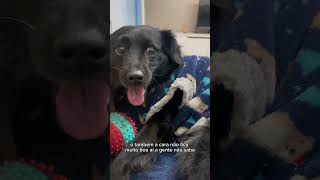 Fases de um AUdolescente  🐾🤣♥️ shortvideo pets viralvideo [upl. by Gayel]