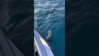 Common Bottlenose Dolphin off northeastern Taiwan [upl. by Oidivo]