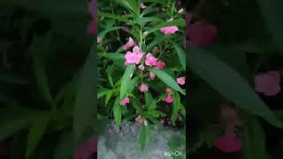 Impatiens balsamina flower tree in our gardenమా గార్డెన్ లోని చిలక ముక్కు చెట్టు [upl. by Schmidt]