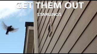 Get Starlings Out [upl. by Phip]