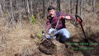 Collecting 2020 Larch  Thuja Yamadori Spring [upl. by Sotsirhc]