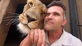 Animal Reunion  The Lion Whisperer [upl. by Peednam]