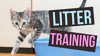 How to Litter Train Baby Kittens [upl. by Milewski]