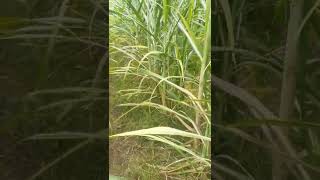 Verity CO15023 Beautiful plot Sugarcane Farming krishikibaat [upl. by Artemed]