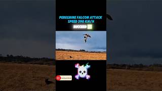 Golden eagle vs peregrine falcon trending peregrinefalcon goldeneagle animals youtubeshorts [upl. by Verna]