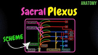 Sacral Plexus Scheme  QUIZ  Anatomy [upl. by Sug]