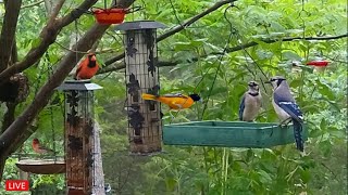 🔴LIVE  Cozy Day Birds in the Garden  RoseBreasted Grosbeaks are back [upl. by Irrab393]