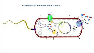 Resistente bakterier [upl. by Bartosch]