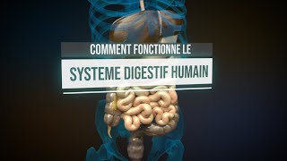 Comment fonctionne le système digestif humain  Animation [upl. by Otreblif638]