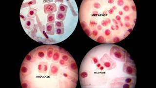 MITOSIS PRÁCTICA DE LABORATORIO [upl. by Kreindler]