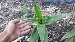 Medicinal Plants And Their Uses  Callisia fragrans  IU MIEN TV2 [upl. by Aikkan]