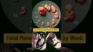 fetal movements week by week pregnancy pregnancyweekbyweek pregnancyscan [upl. by Thane929]