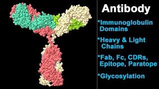 Antibody Molecular Structure amp Function [upl. by Eeznyl]