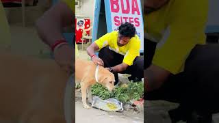 700K sakath special ettu alva celebration 🔥❤️ dachhudivu teamkuchiku kannada love doglover [upl. by Ollehcram207]