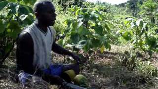 Madventurer Fiji  Nakavika Village Moji takes us on a guide to Yaqona Farming grogkava [upl. by Topper72]