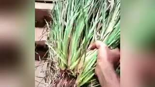 Simple way to grow Lavancha Vetiver at home in Kannada ಮನೆಯಲ್ಲಿ ಲಾವಾಂಚ ಬೆಳೆಸುವ ಸರಳ ವಿಧಾನ [upl. by Fowler172]