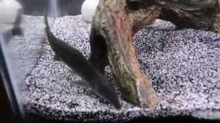 Freshwater Dolphin Fish Eating Live Black Worms  Mormyrus Kannume [upl. by Nahsab]