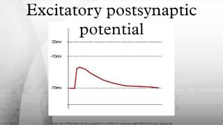 Excitatory postsynaptic potential [upl. by Issie]