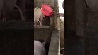 Raising Pigs What Bran Should You Feed Pigs To Help Pigs Grow Fast shorst farmfamilychannel [upl. by Aidroc944]