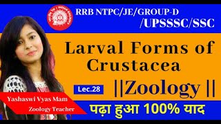 Lecture 28  Larval Forms Of Crustacea  Zoology  By Yashaswi Vyas Mam [upl. by Hak48]