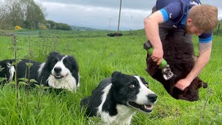 Dogs herding sheep amp clipping tails [upl. by Caia]