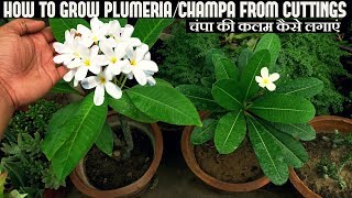 How to Grow PlumeriaChampa From Cuttingsचंपा की कलम कैसे लगाएं [upl. by Hagen]