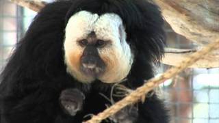 RAINFOREST PYRAMID® UPDATE WhiteFaced Saki Monkeys [upl. by Rehsa]