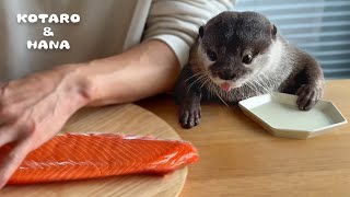 カワウソに巨大サーモンあげたら喜びすぎて大変なことに Otters Super Excited for Huge Salmon [upl. by Temme991]