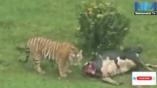 NM Nagarvalam  Animals Problem Became More In The Nilgiris  NM TV [upl. by Zipnick]