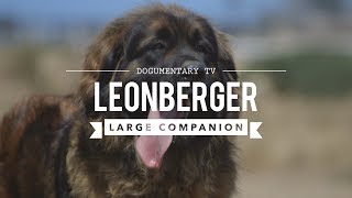 ALL ABOUT LEONBERGER THE LION DOG [upl. by Jaela88]