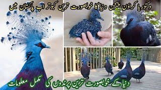 most expensive pigeon In pakistan  Most expensive bird in world  Victoria Crown Pigeons [upl. by Eenaffit398]