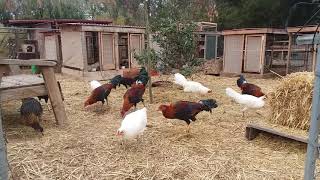 American gamefowl  free range farm [upl. by Eldredge]