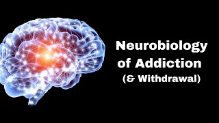 The Reward Circuit How the Brain Responds to Cocaine [upl. by Aiden]