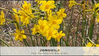 Jonquils [upl. by Atnoed]