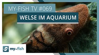 Die spannende Gruppe der Welse im Aquarium  myfish TV 069 [upl. by Asilehc553]