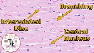 Heart Histology  Valveuable Insights [upl. by Iona965]