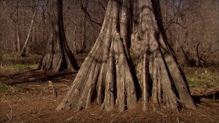 Atchafalaya National Heritage Area  Intro Video  English [upl. by Sidnak530]